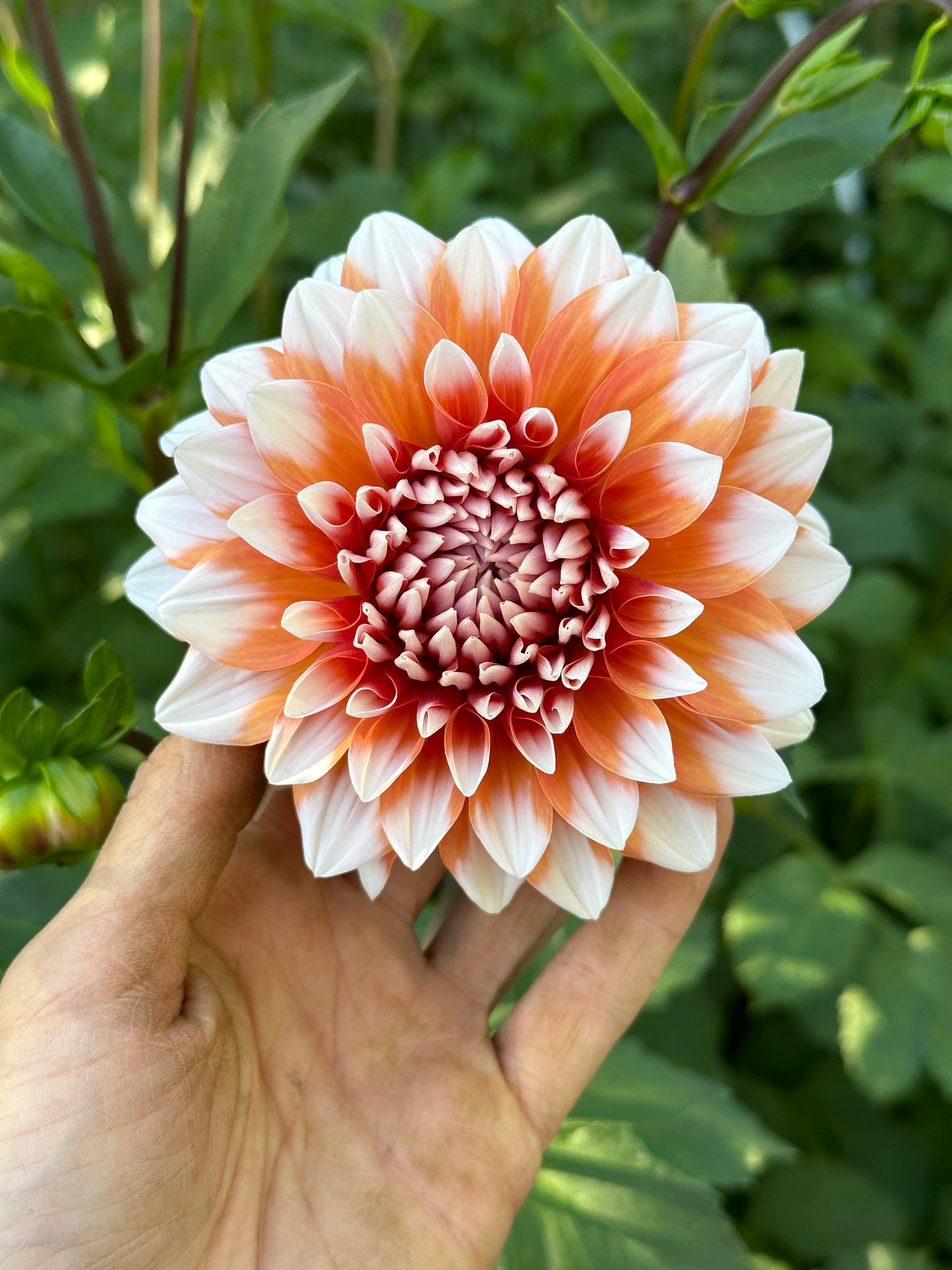 Dahlia ‘A La Mode’ tuber