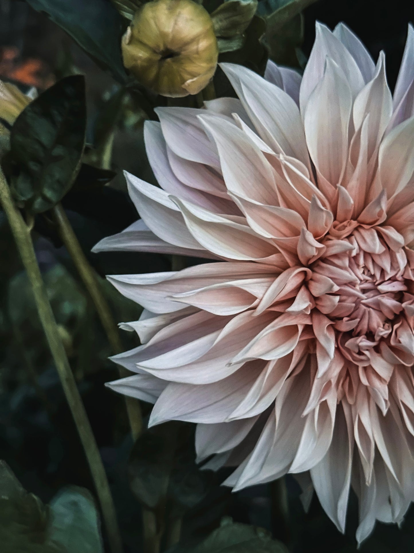Dahlia ‘Café au Lait’ tuber