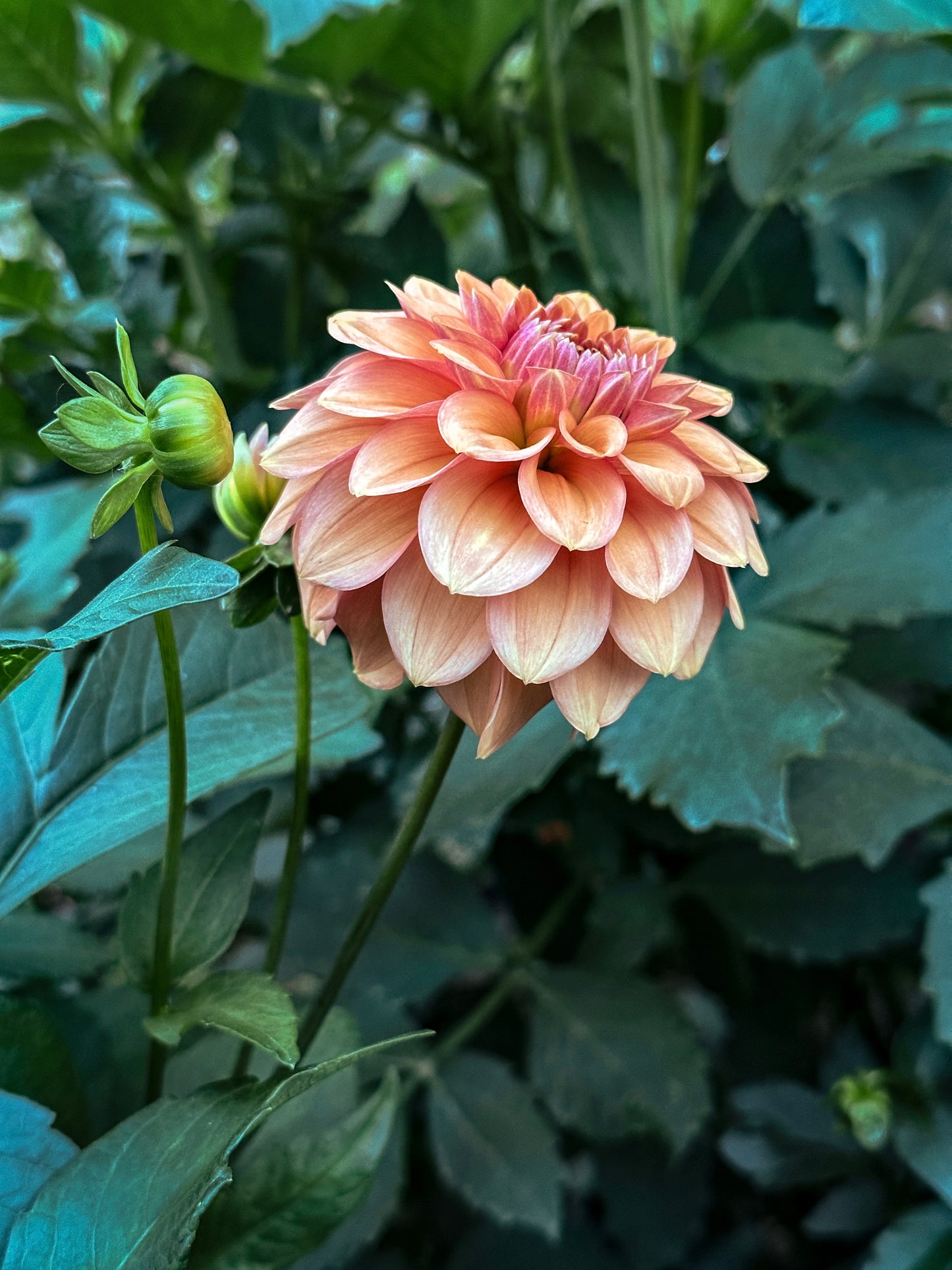 Dahlia 'Ice Tea' tuber