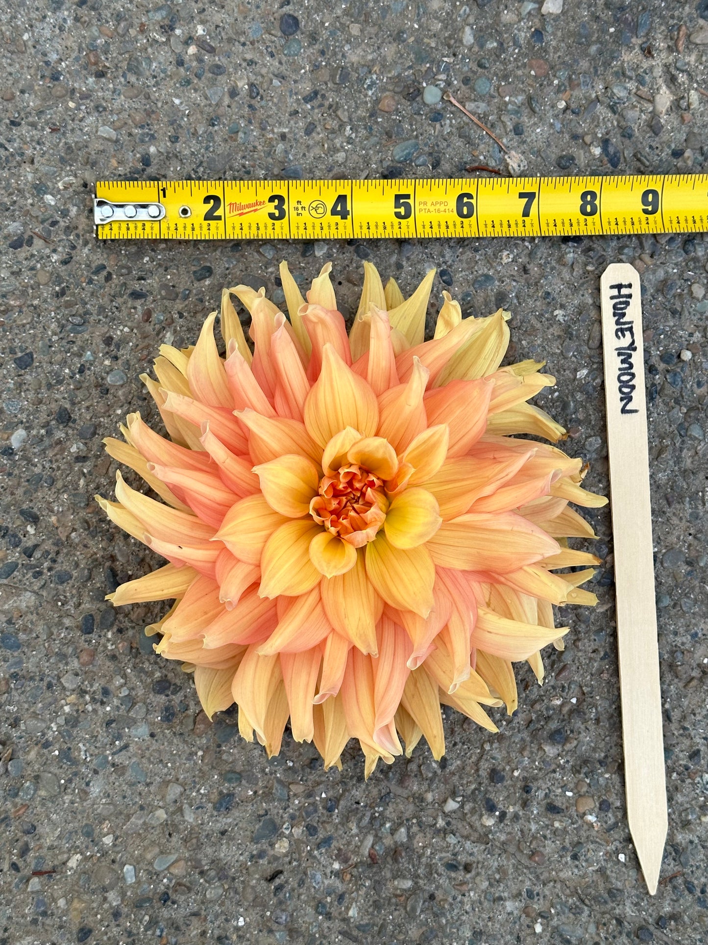 Dahlia 'Honeymoon' tuber