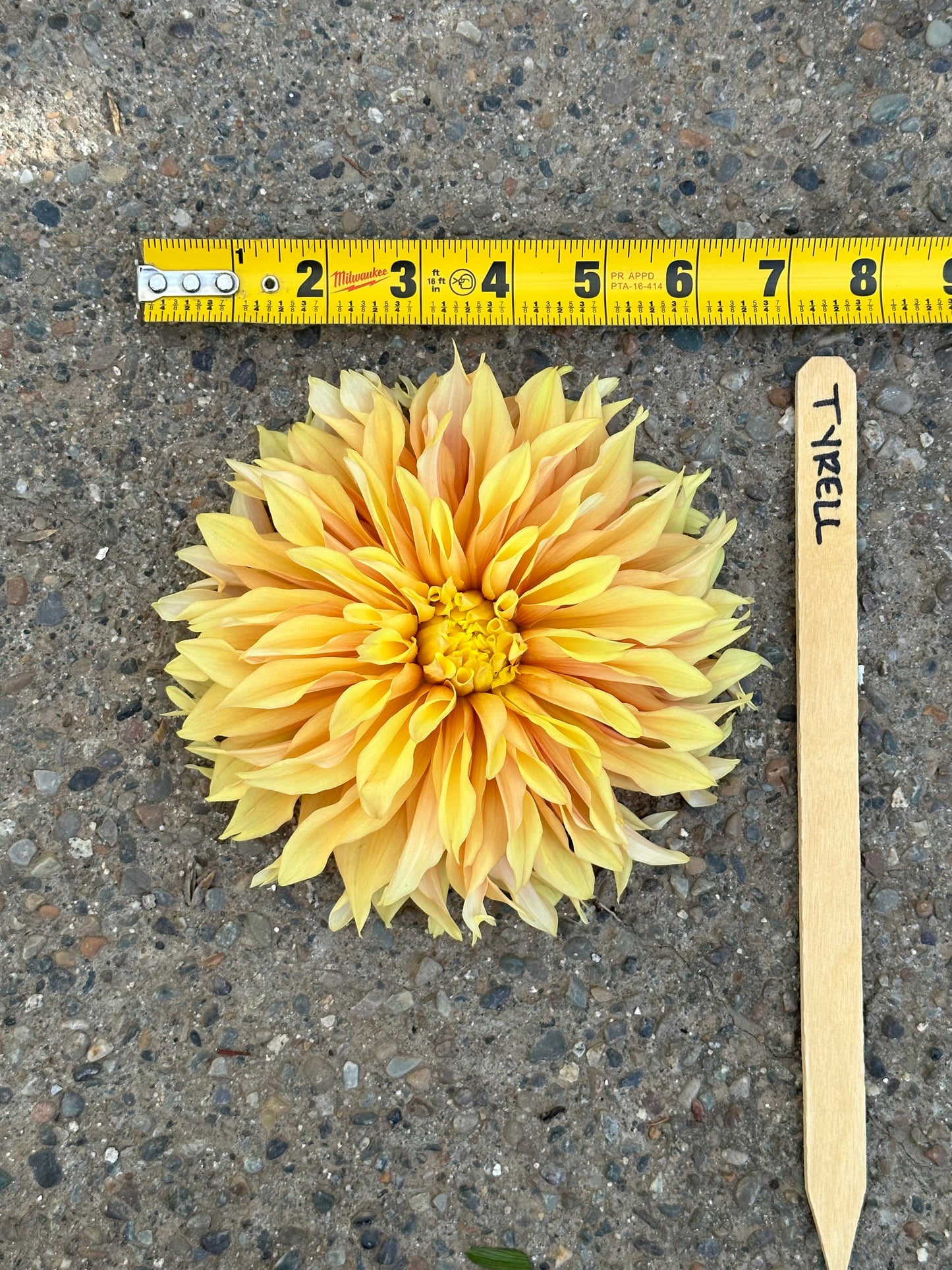 Dahlia 'Tyrell' tuber