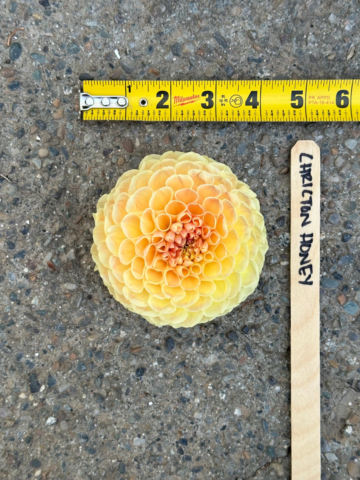 Dahlia ‘Crichton Honey’ tuber