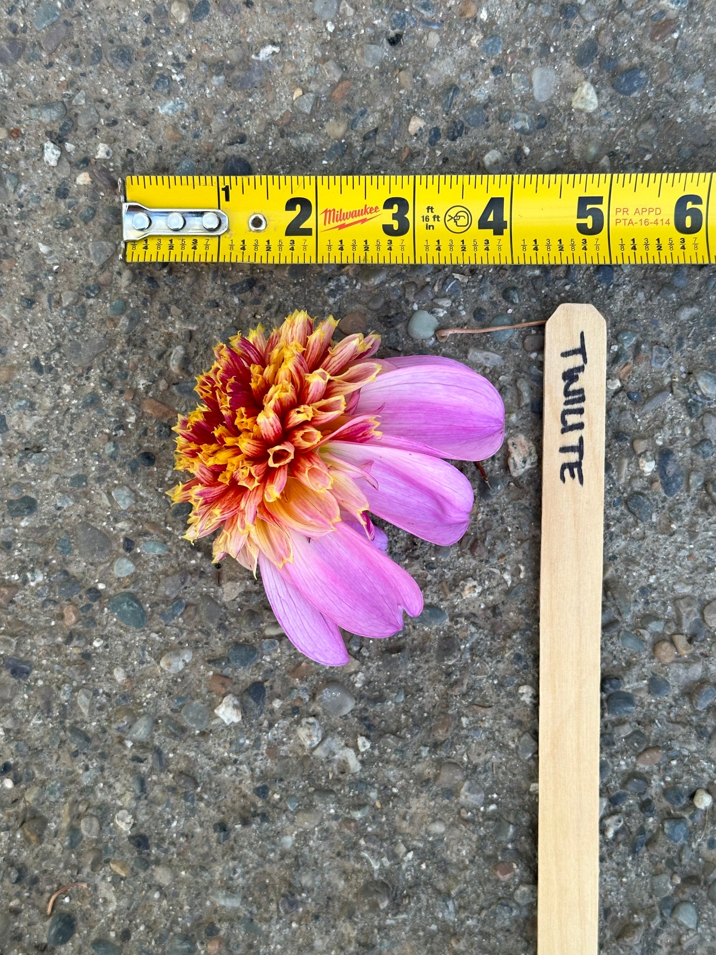 Dahlia ‘Twilite’ tuber