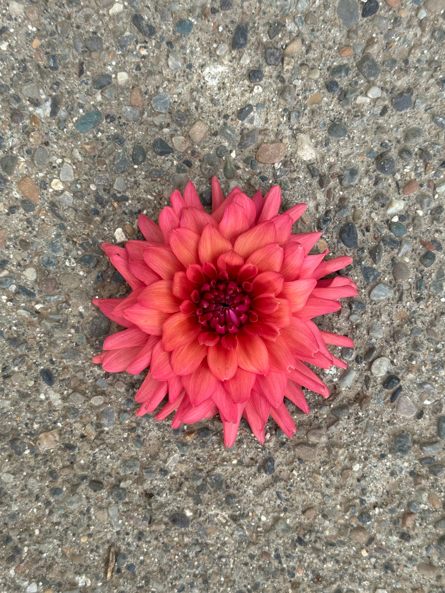 Dahlia 'Cheers' tuber