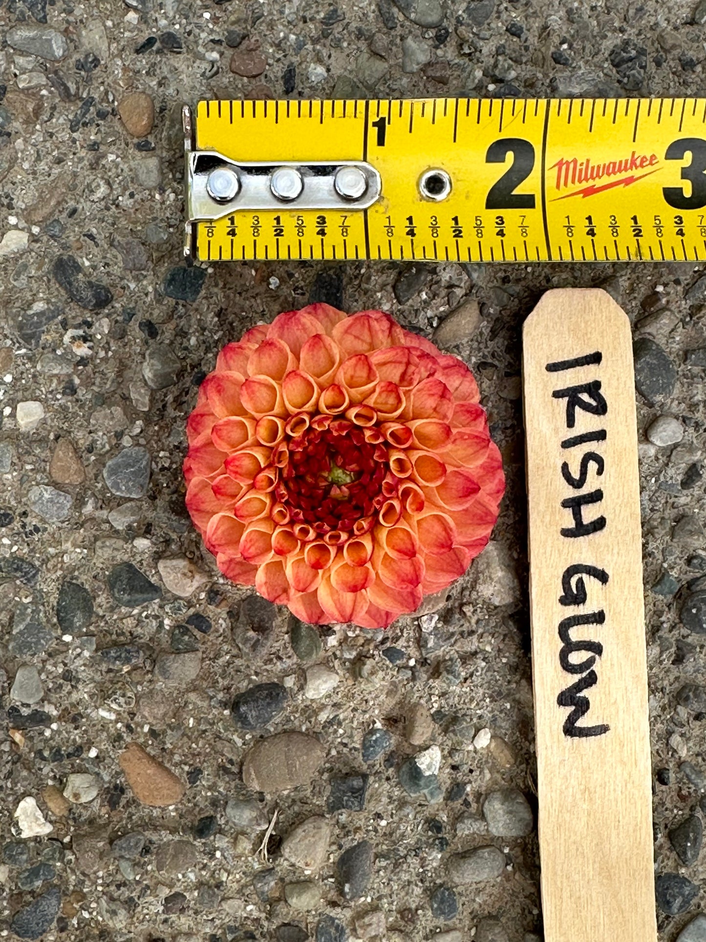 Dahlia ‘Irish Glow’ tuber