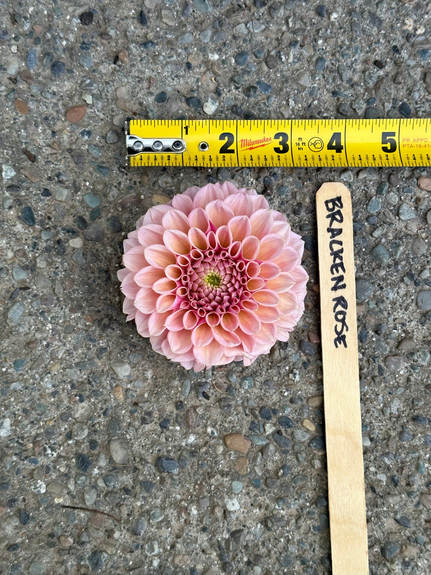 Dahlia ‘Bracken Rose’ tuber
