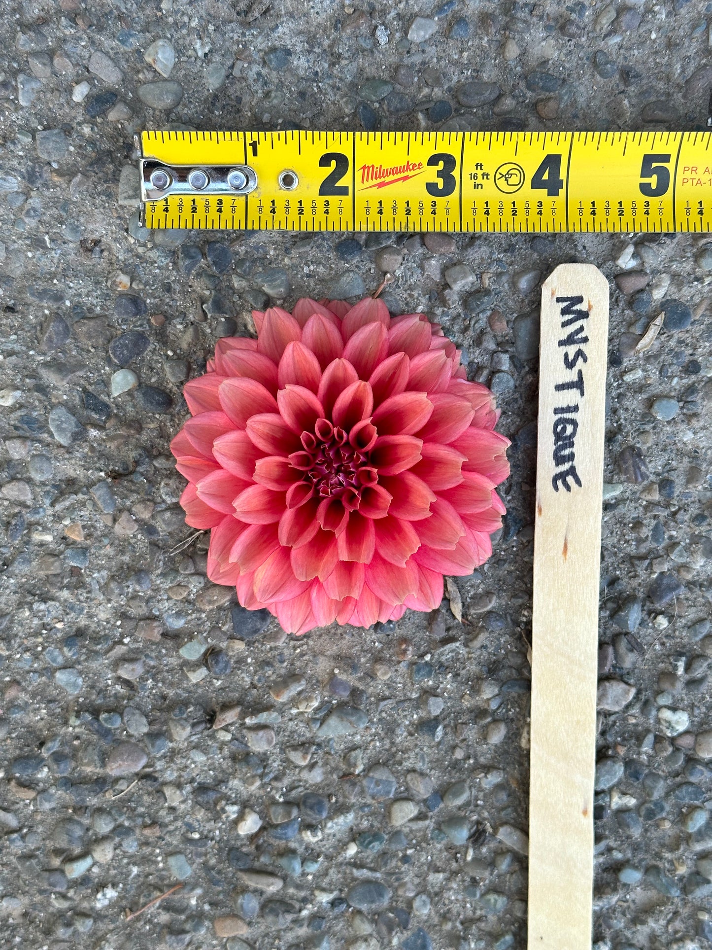 Dahlia ‘Mystique’ tuber