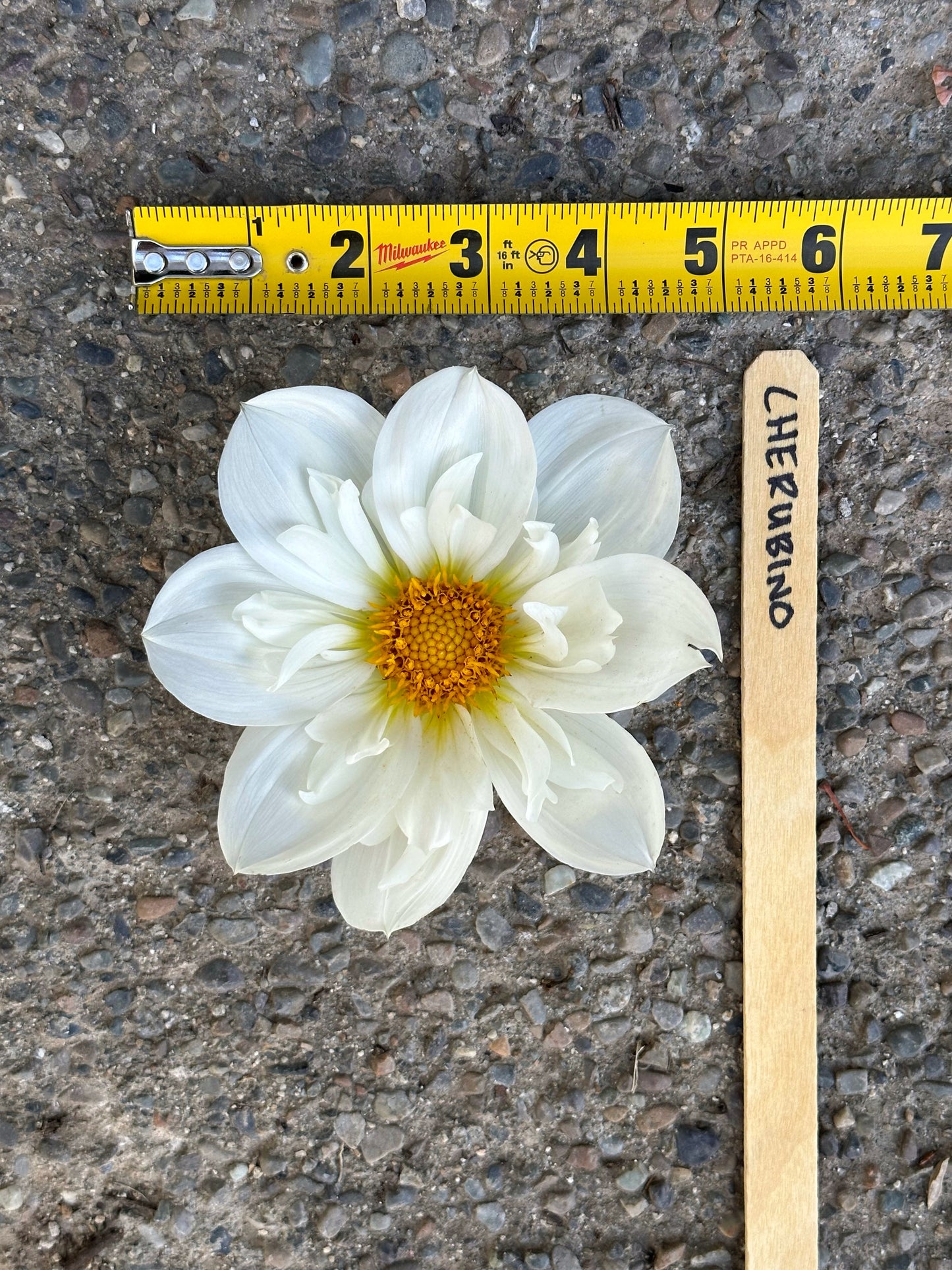 Dahlia ‘Cherubino’ tuber