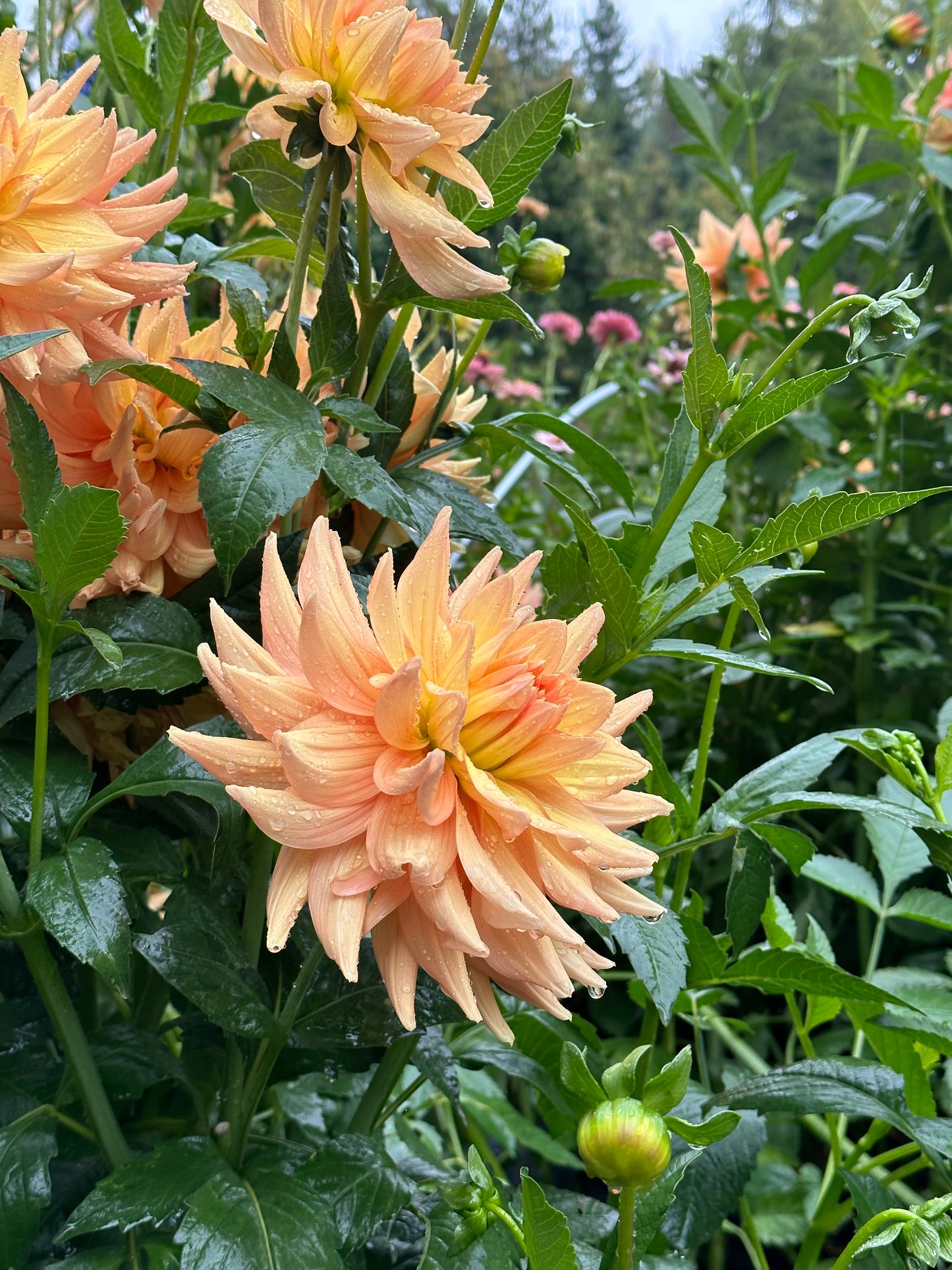 Dahlia 'Honeymoon' tuber