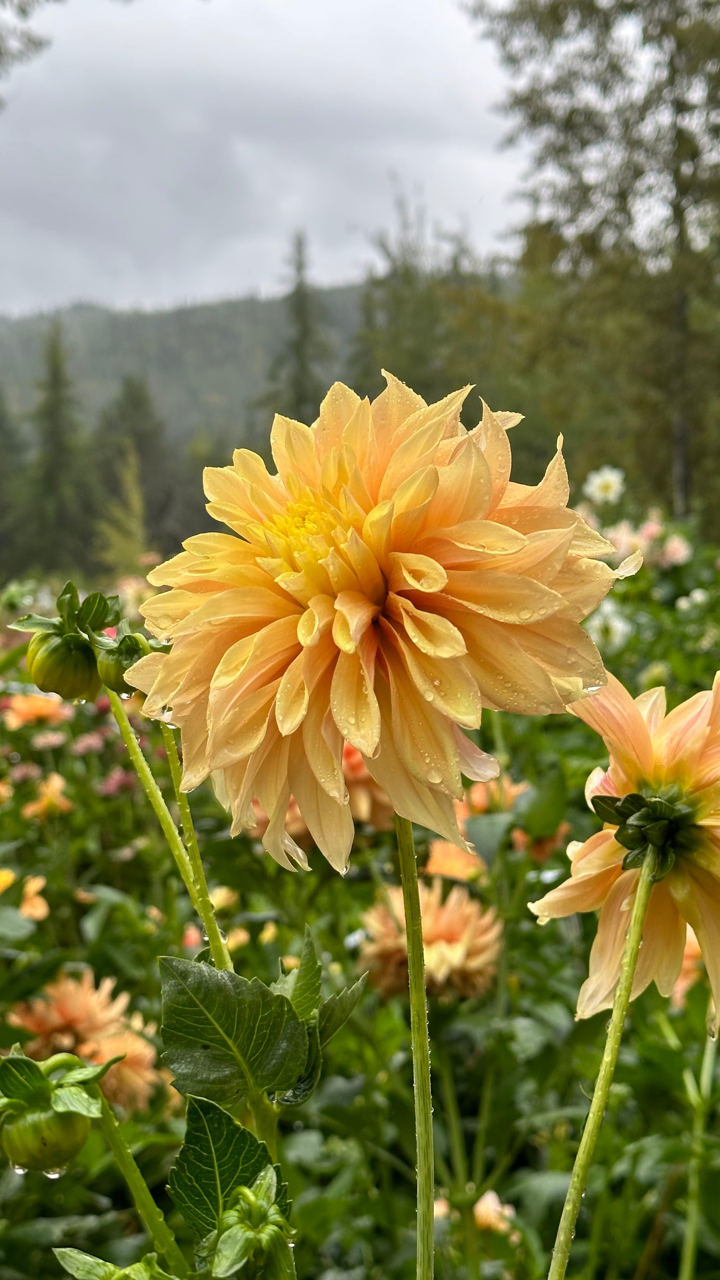 Dahlia 'Tyrell' tuber