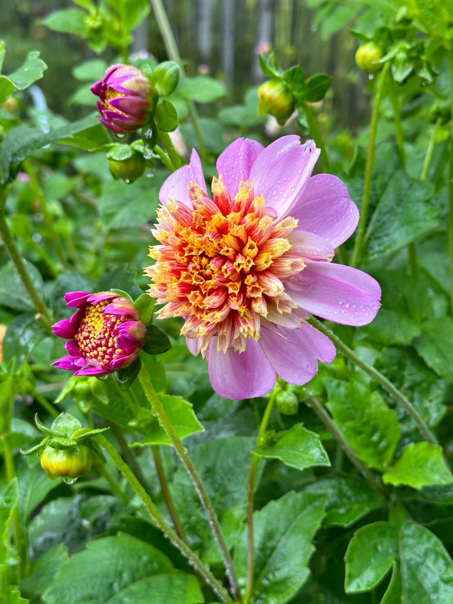 Dahlia ‘Twilite’ tuber