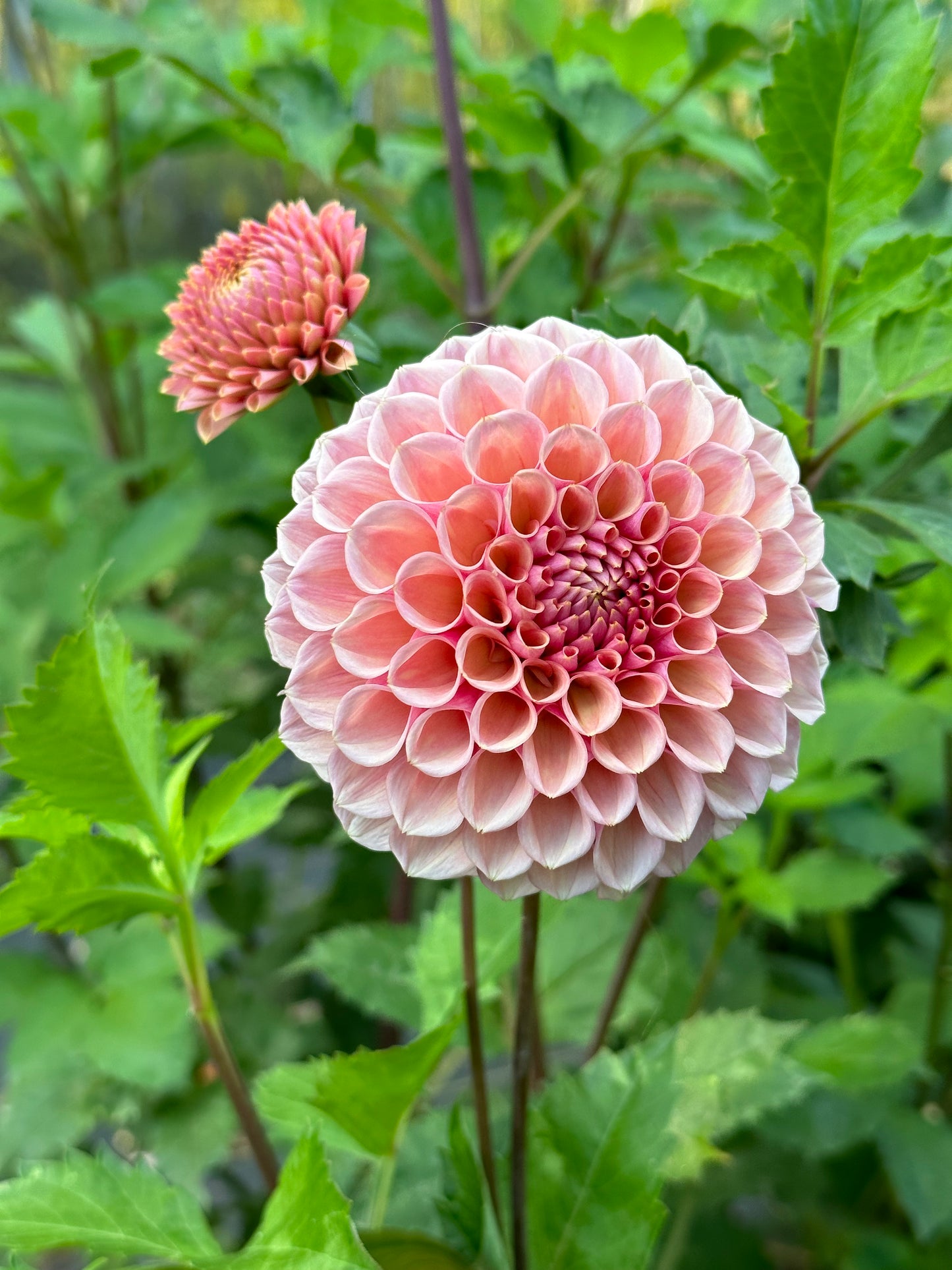 Dahlia ‘Bracken Rose’ tuber