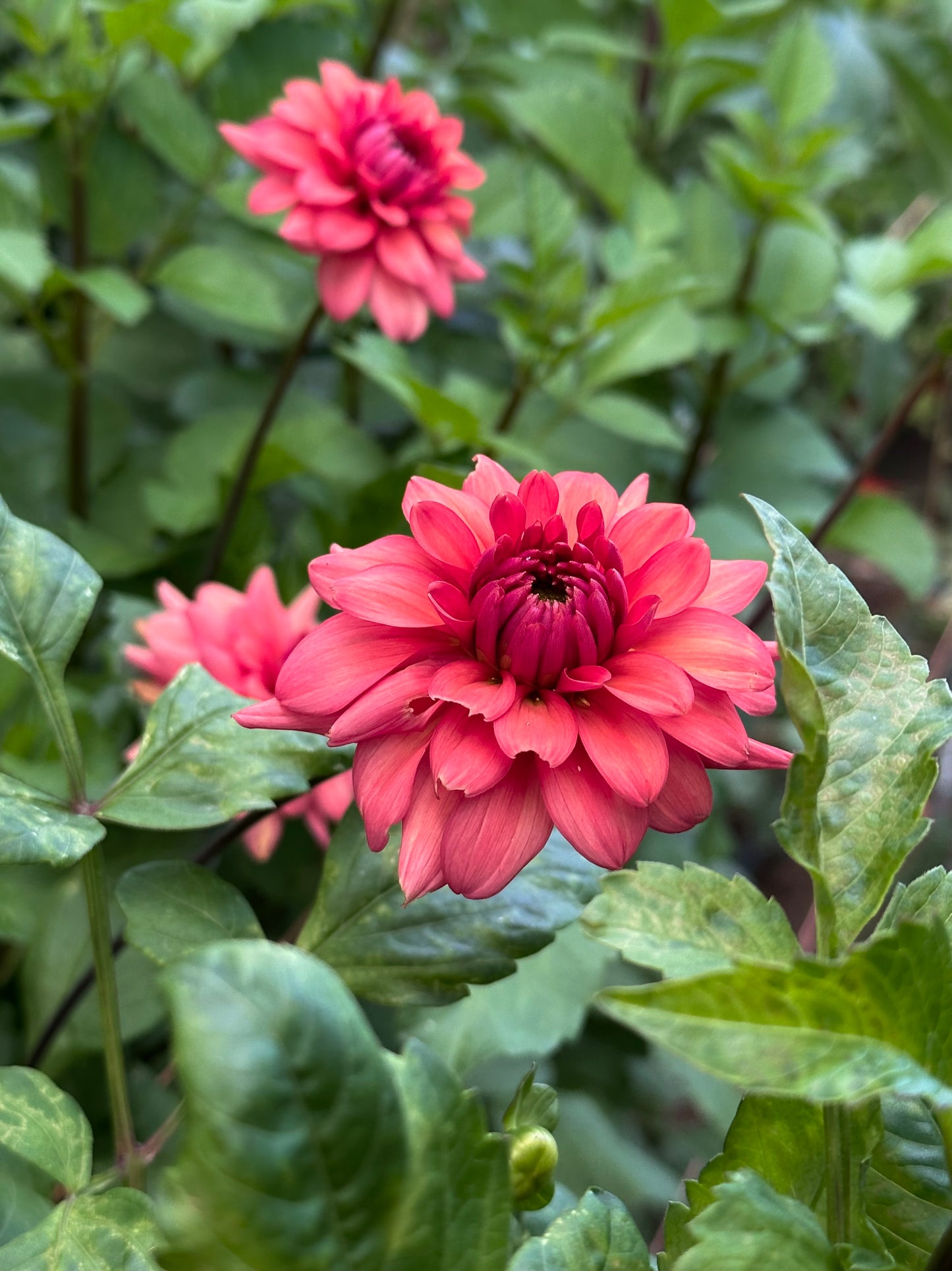 Dahlia 'Cheers' tuber