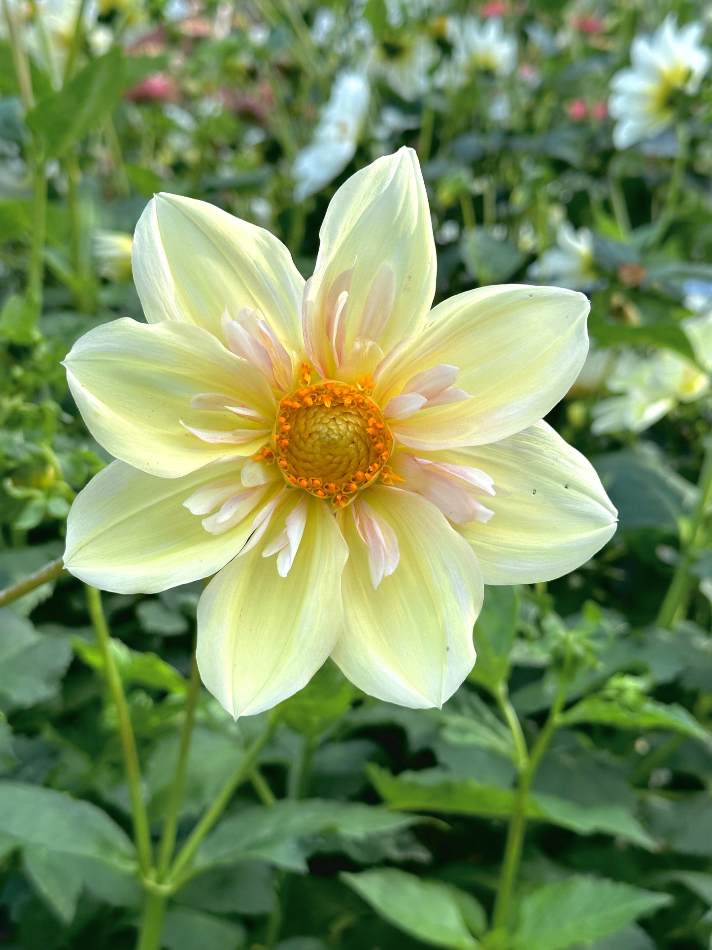Dahlia ‘Appleblossom’ tuber