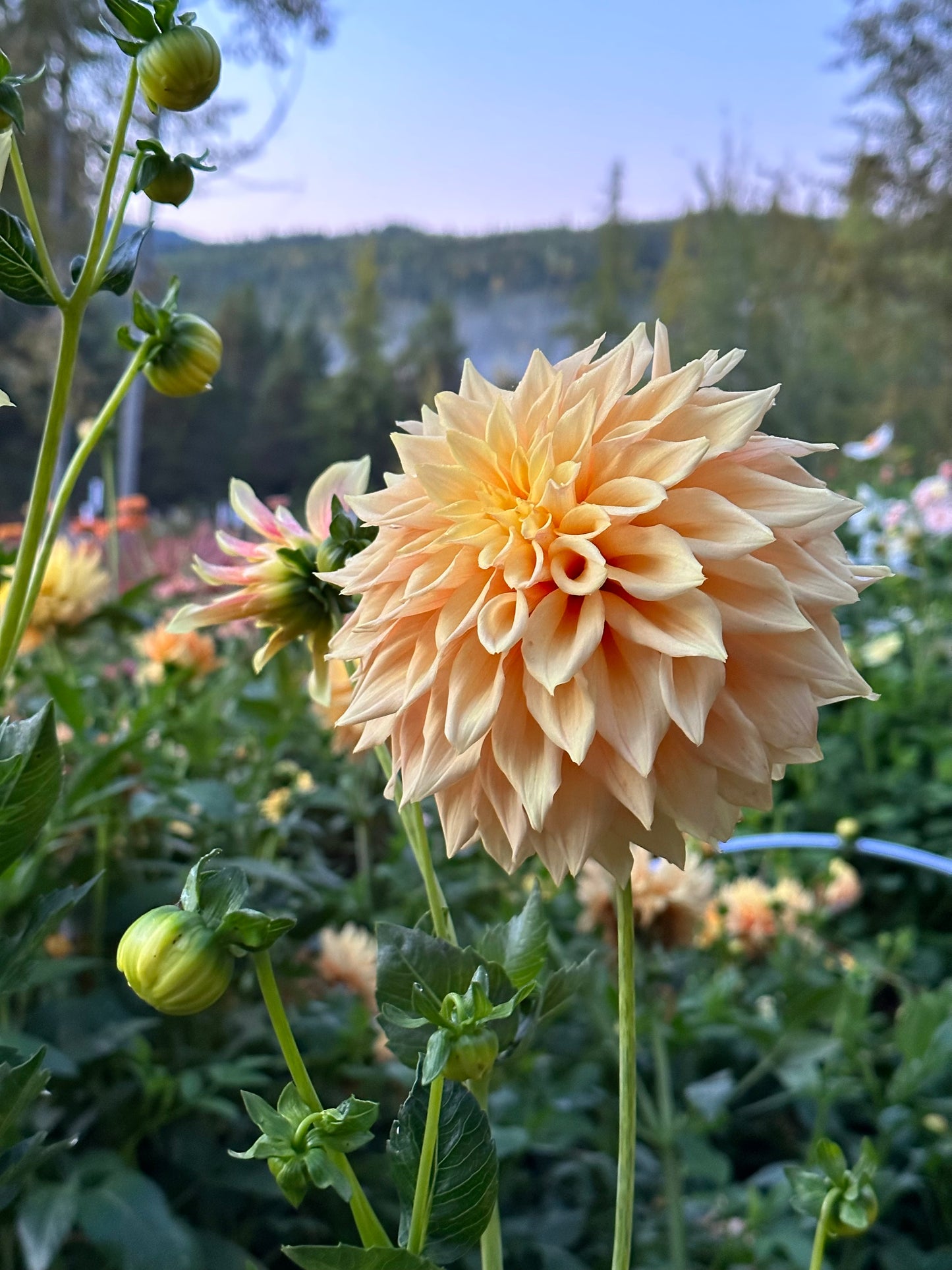 Dahlia 'Tyrell' tuber