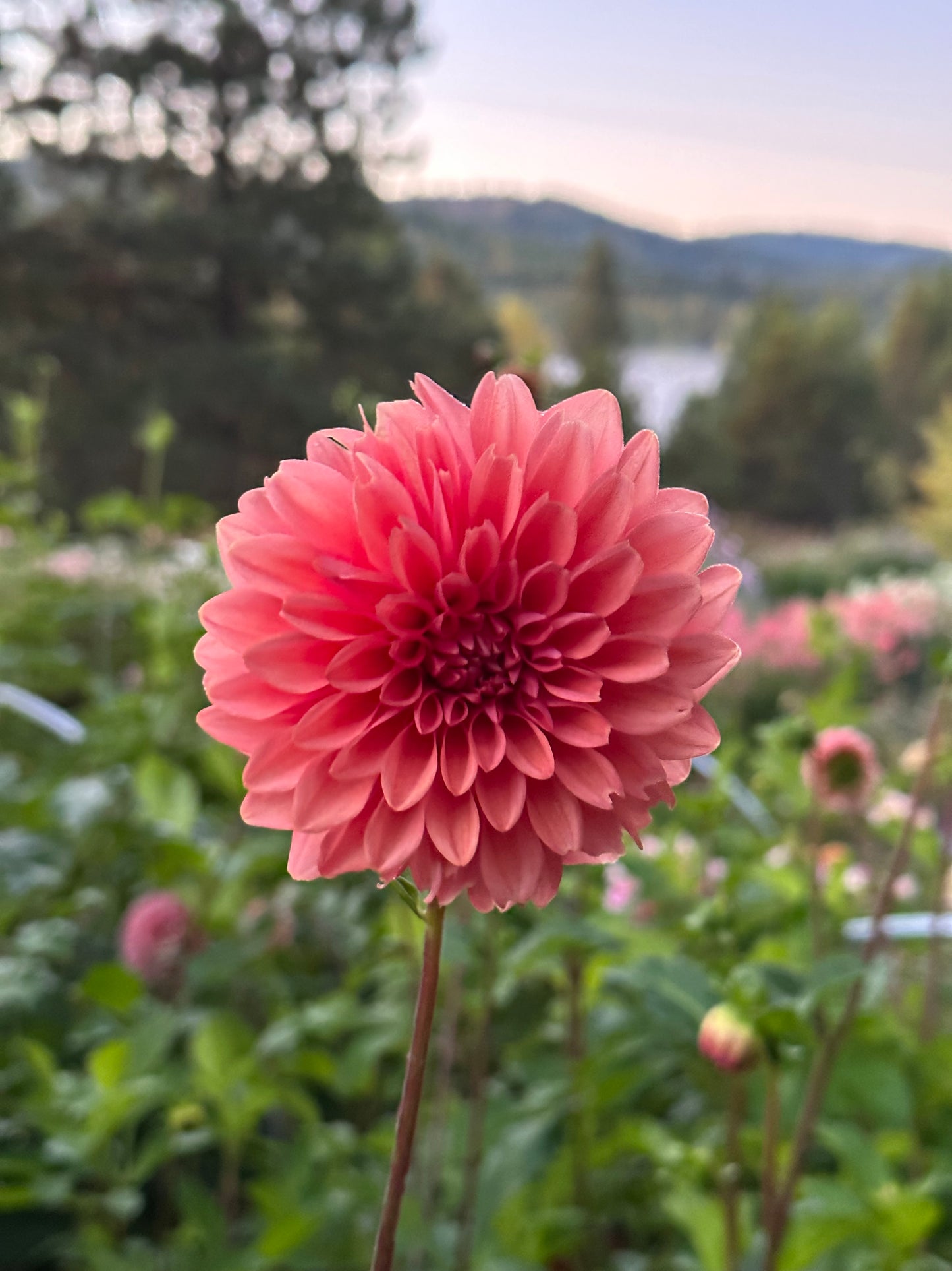 Dahlia ‘Mystique’ tuber