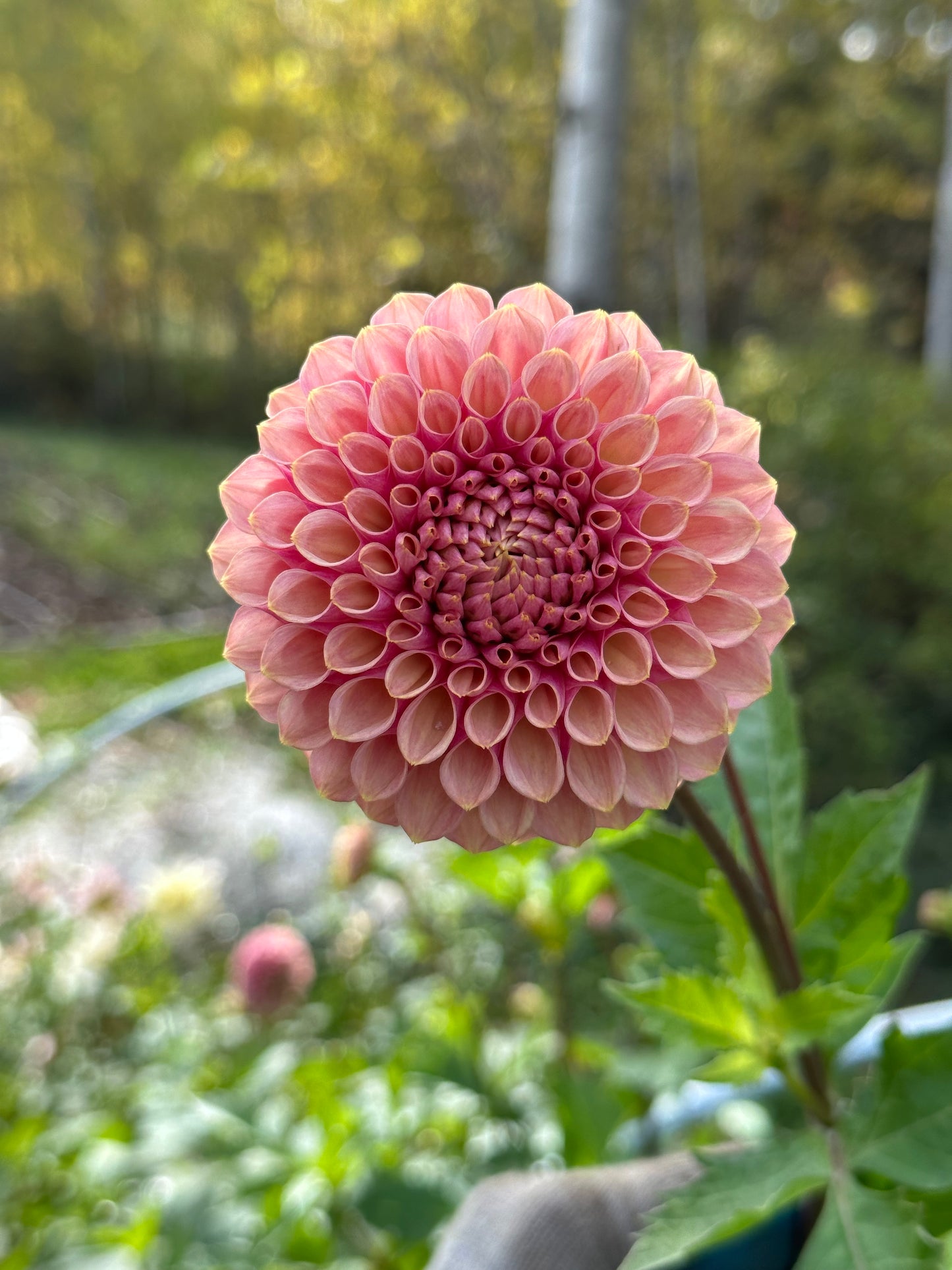 Dahlia ‘Bracken Rose’ tuber