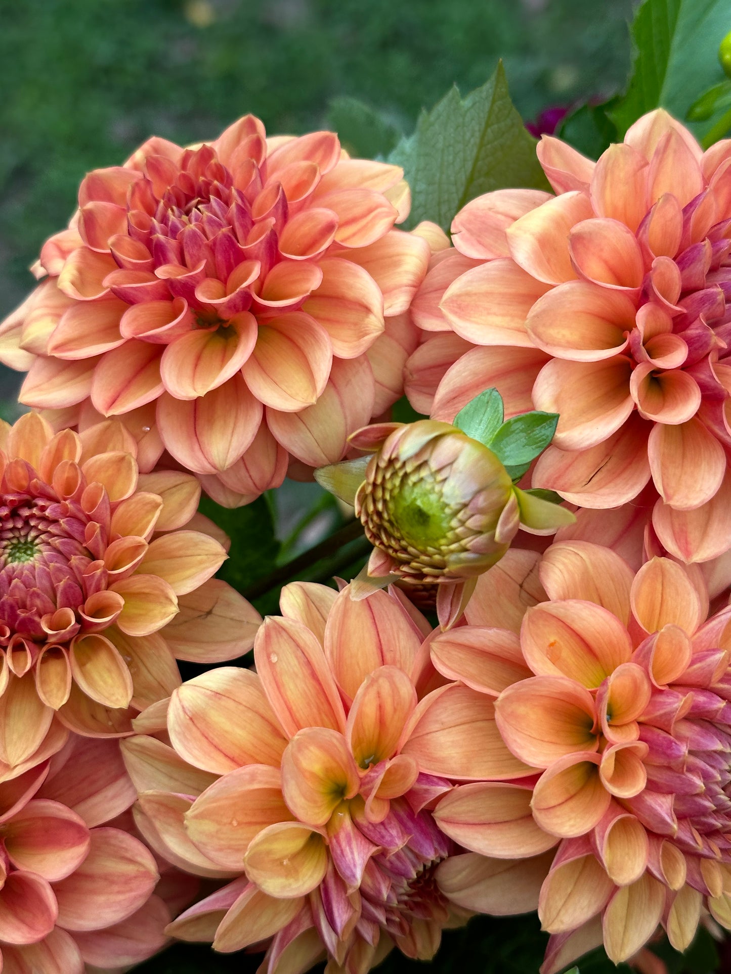 Dahlia 'Ice Tea' tuber