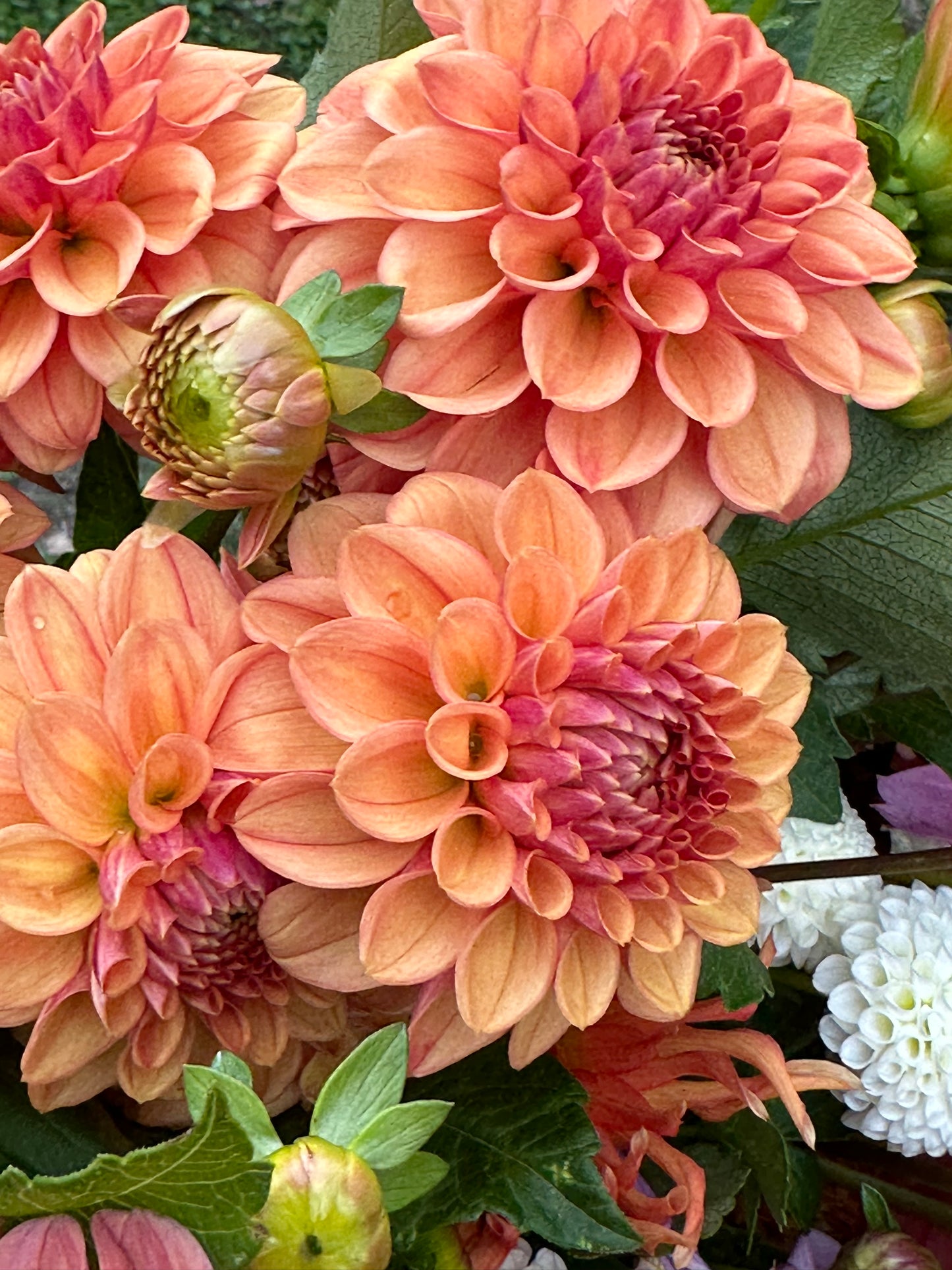 Dahlia 'Ice Tea' tuber