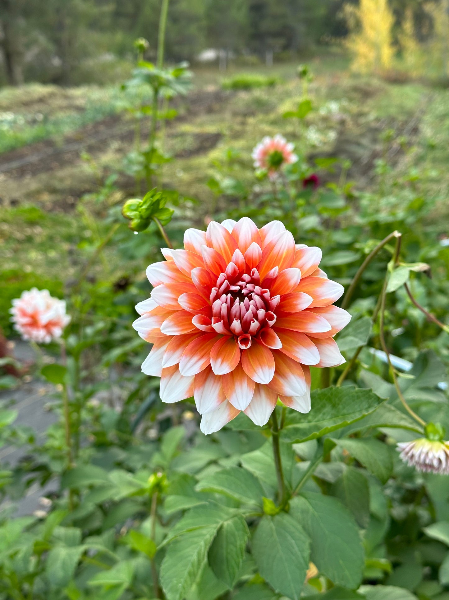Dahlia ‘A La Mode’ tuber