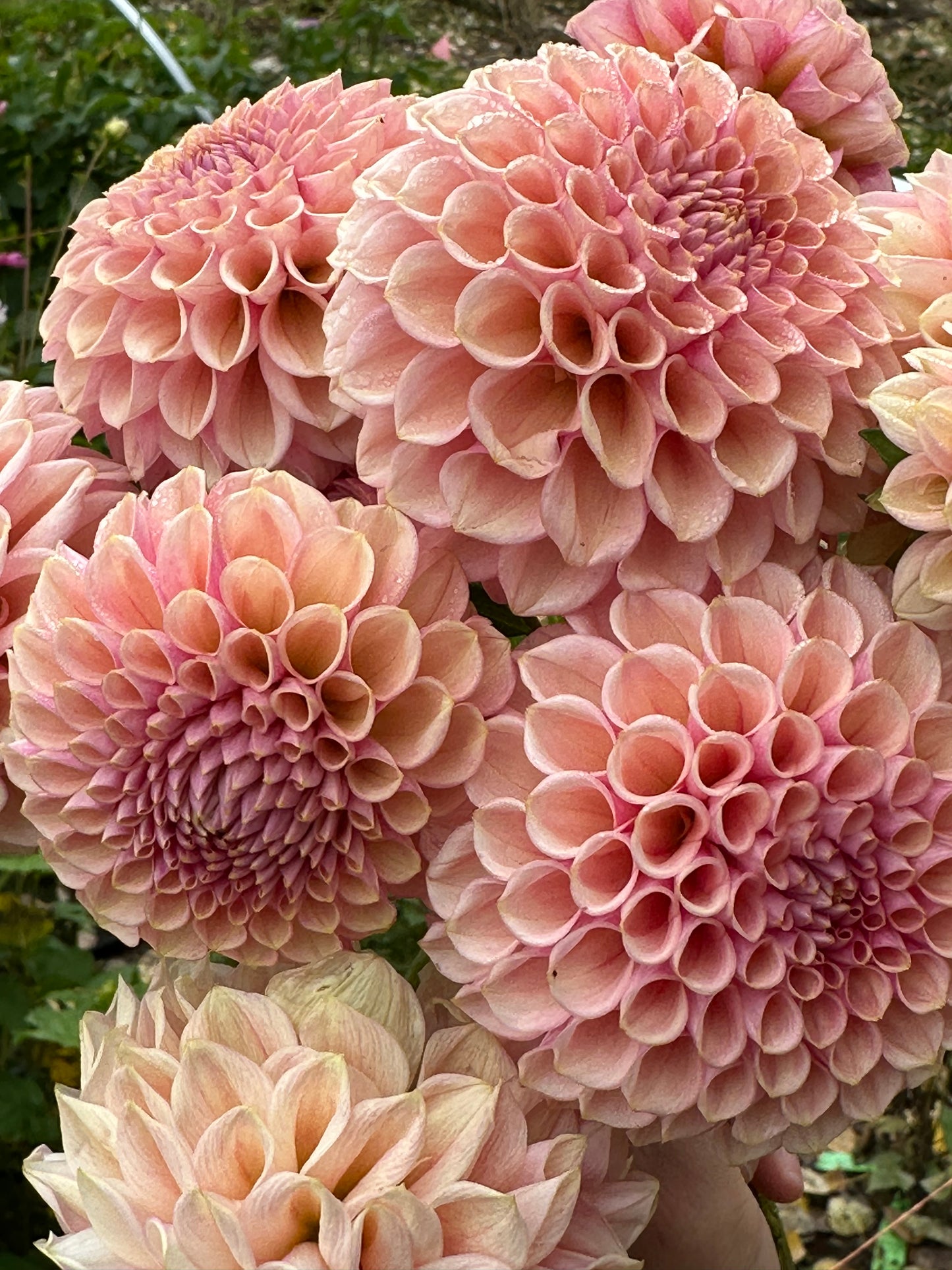 Dahlia ‘Bracken Rose’ tuber