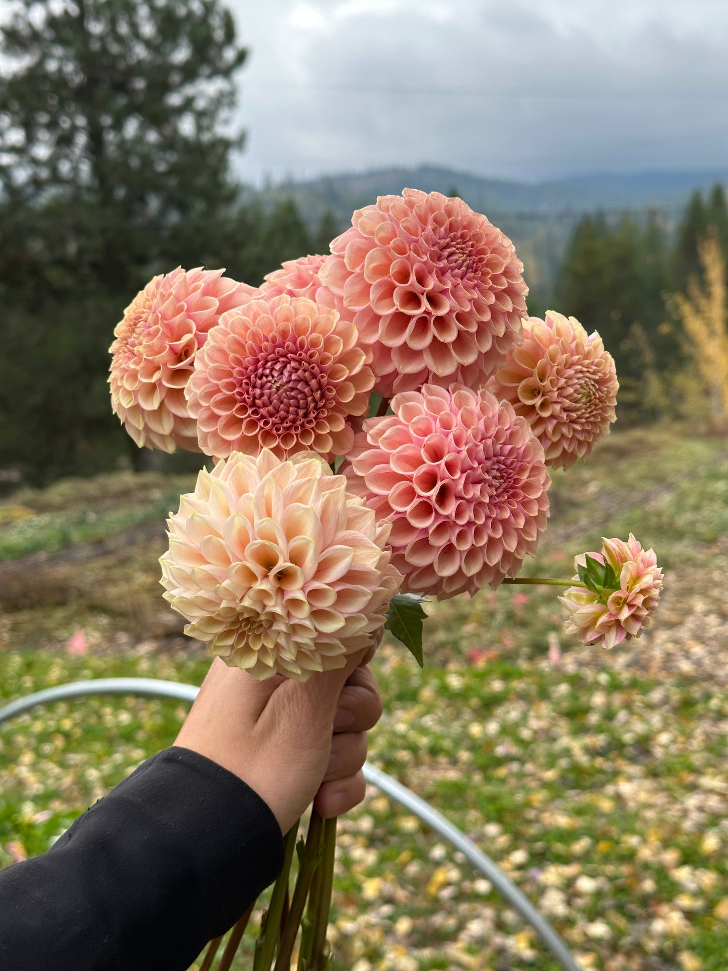 Dahlia ‘Bracken Rose’ tuber