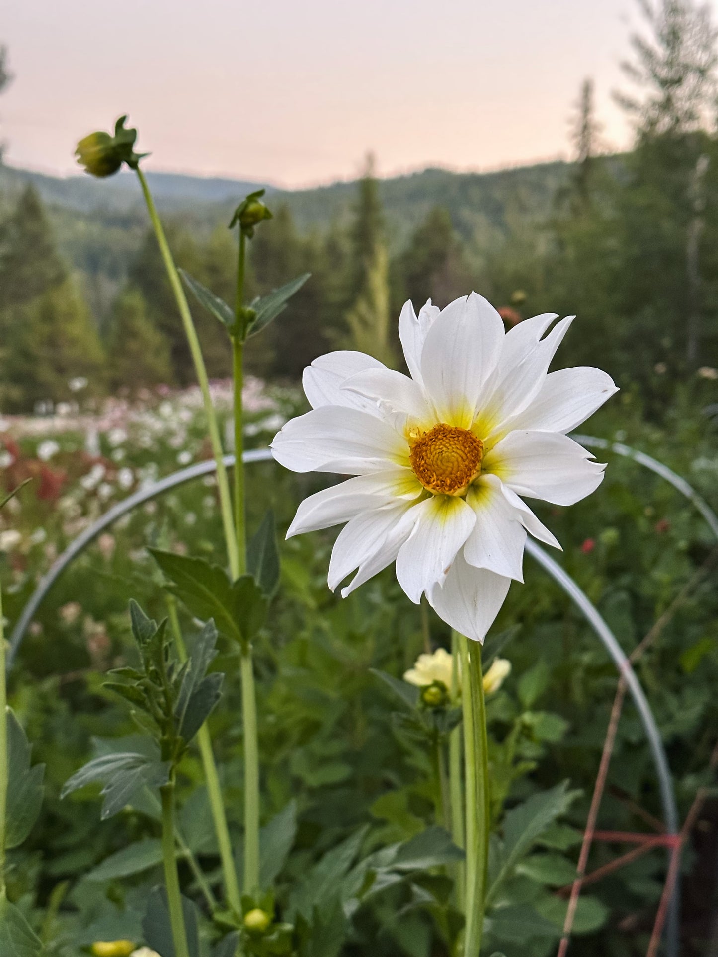 Dahlia ‘Cherubino’ tuber