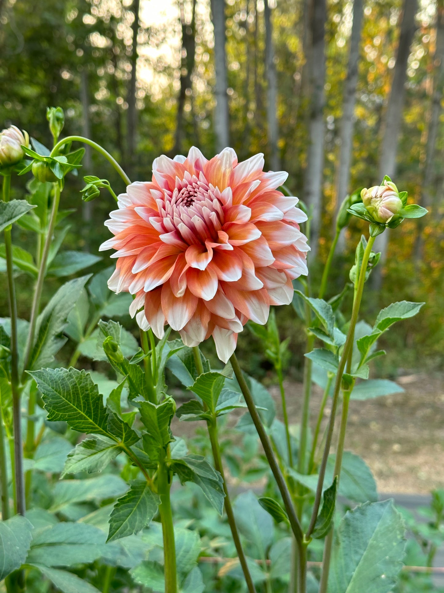 Dahlia ‘A La Mode’ tuber