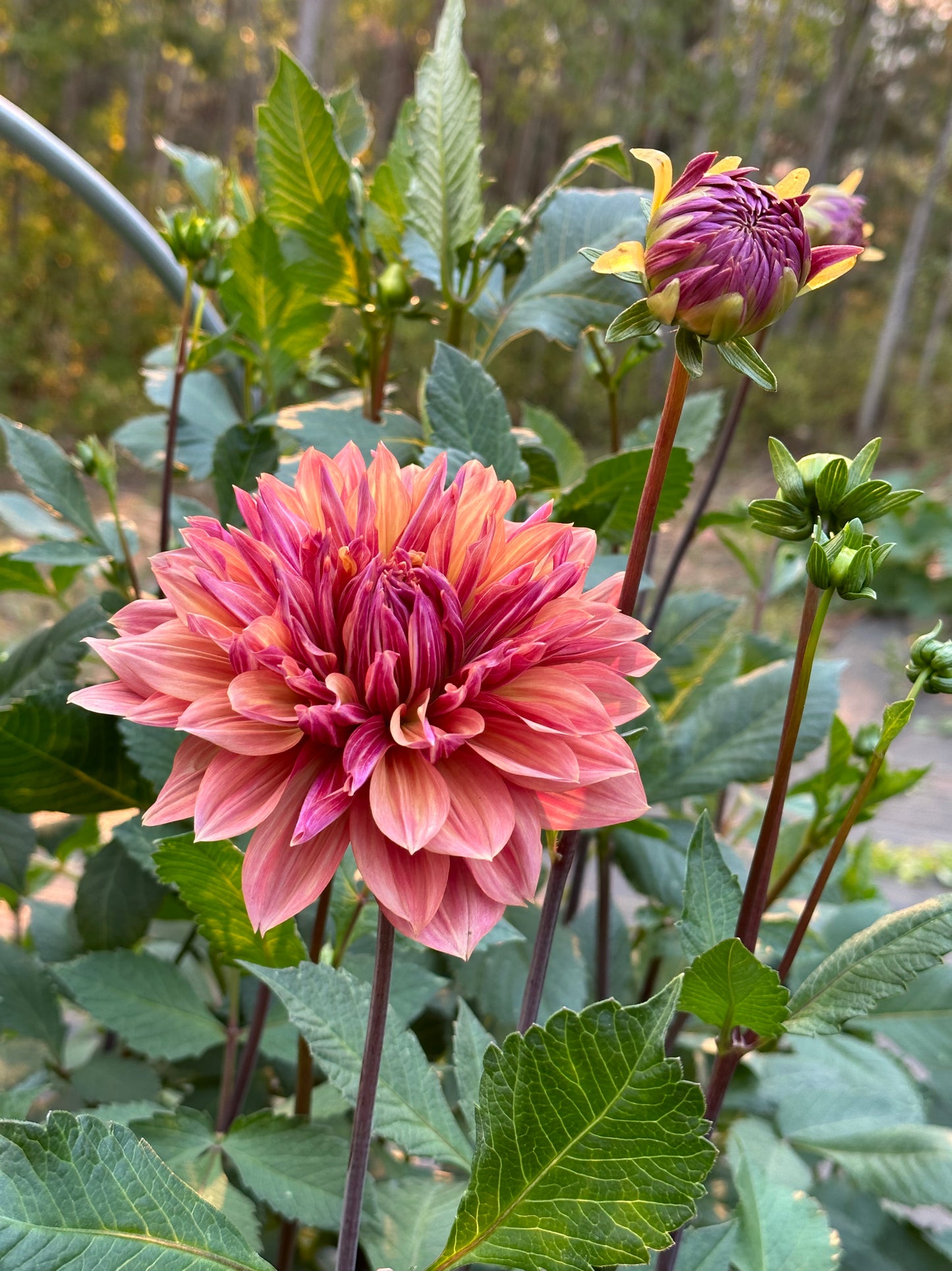 Dahlia ‘Andy’s Legacy’ tuber