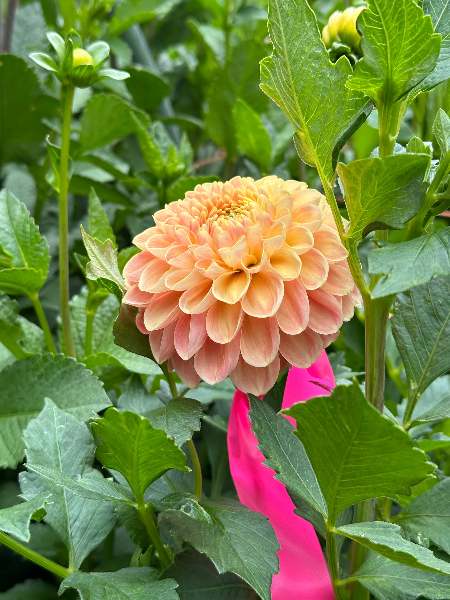 Dahlia ‘Crichton Honey’ tuber