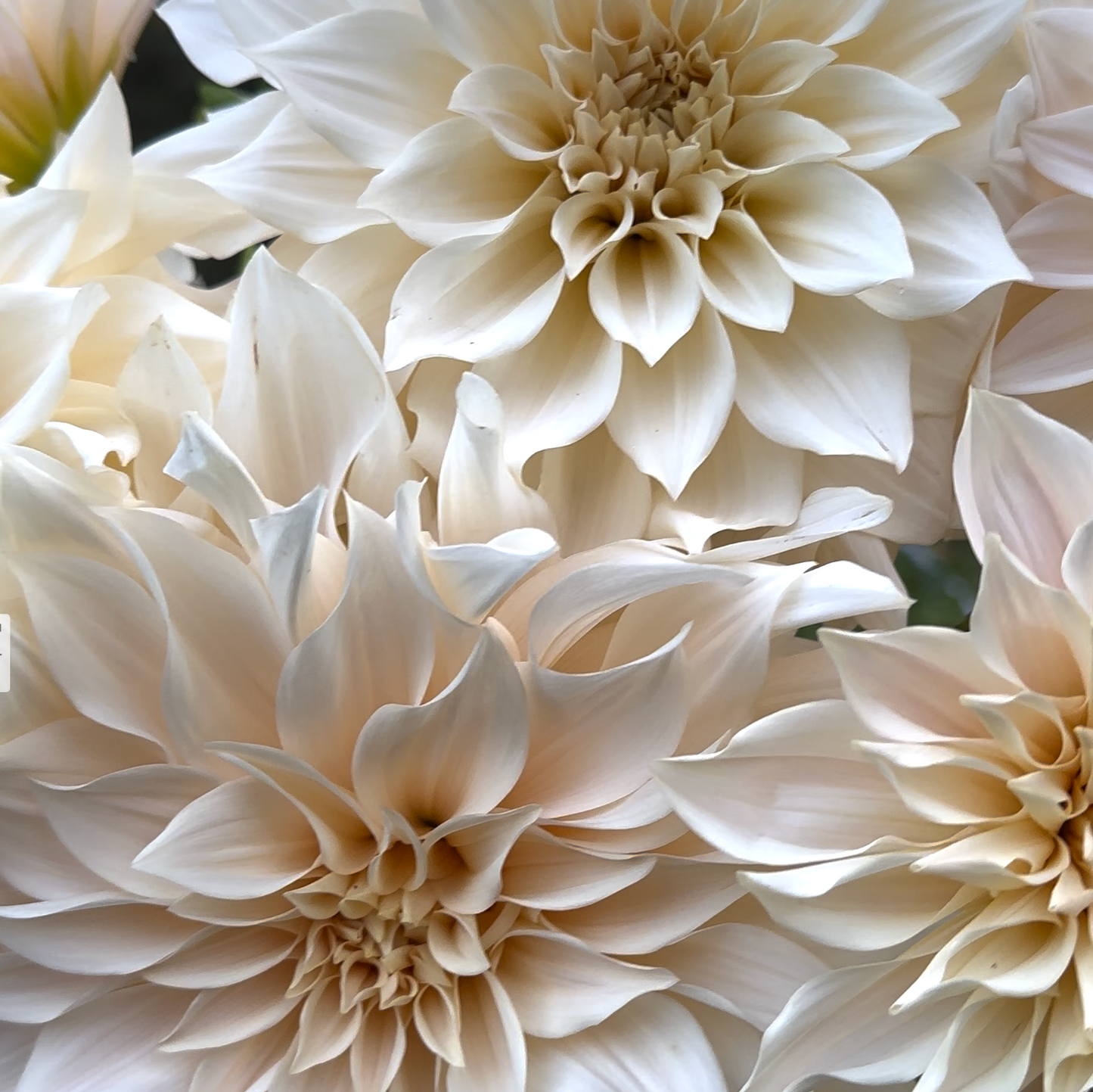 Dahlia ‘Café au Lait’ tuber