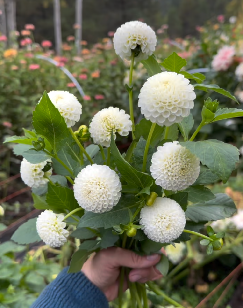 Dahlia 'Tiny Treasure' tuber