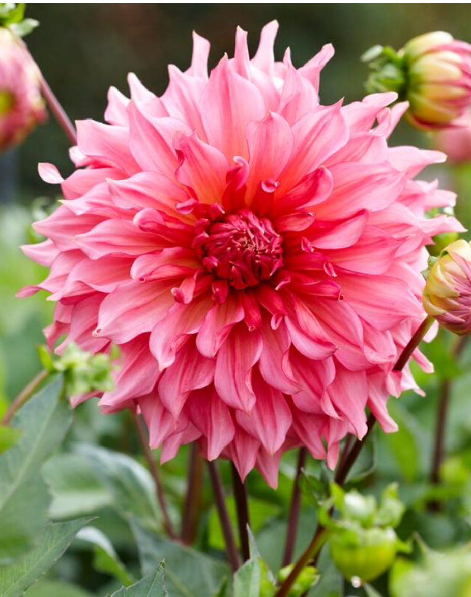 Dahlia ‘Islander’ tuber from ADR Bulbs