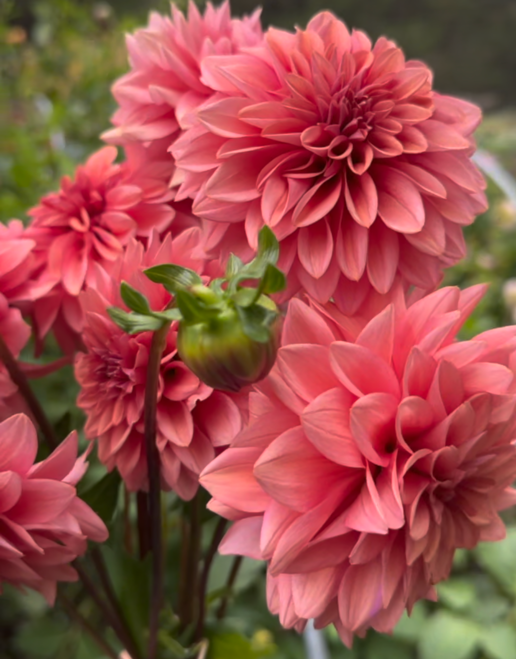 Dahlia ‘Mystique’ tuber