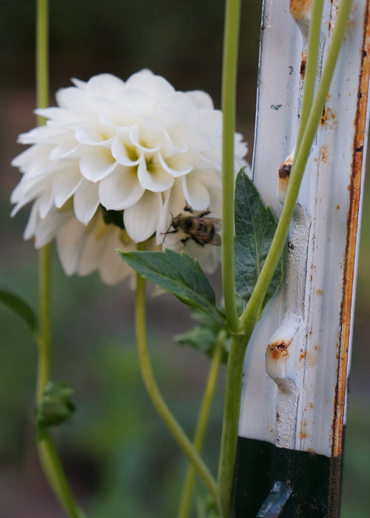 Dahlia ‘Boom Boom White' tuber