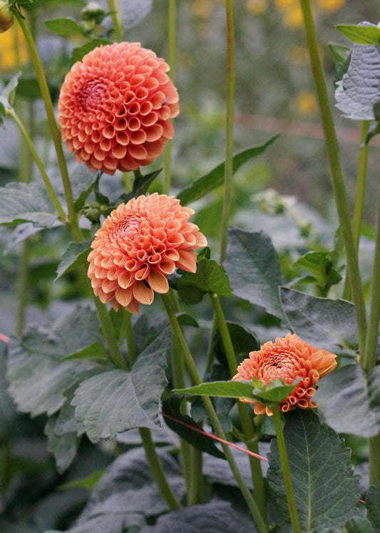 Dahlia ‘Hy Suntan’ tuber