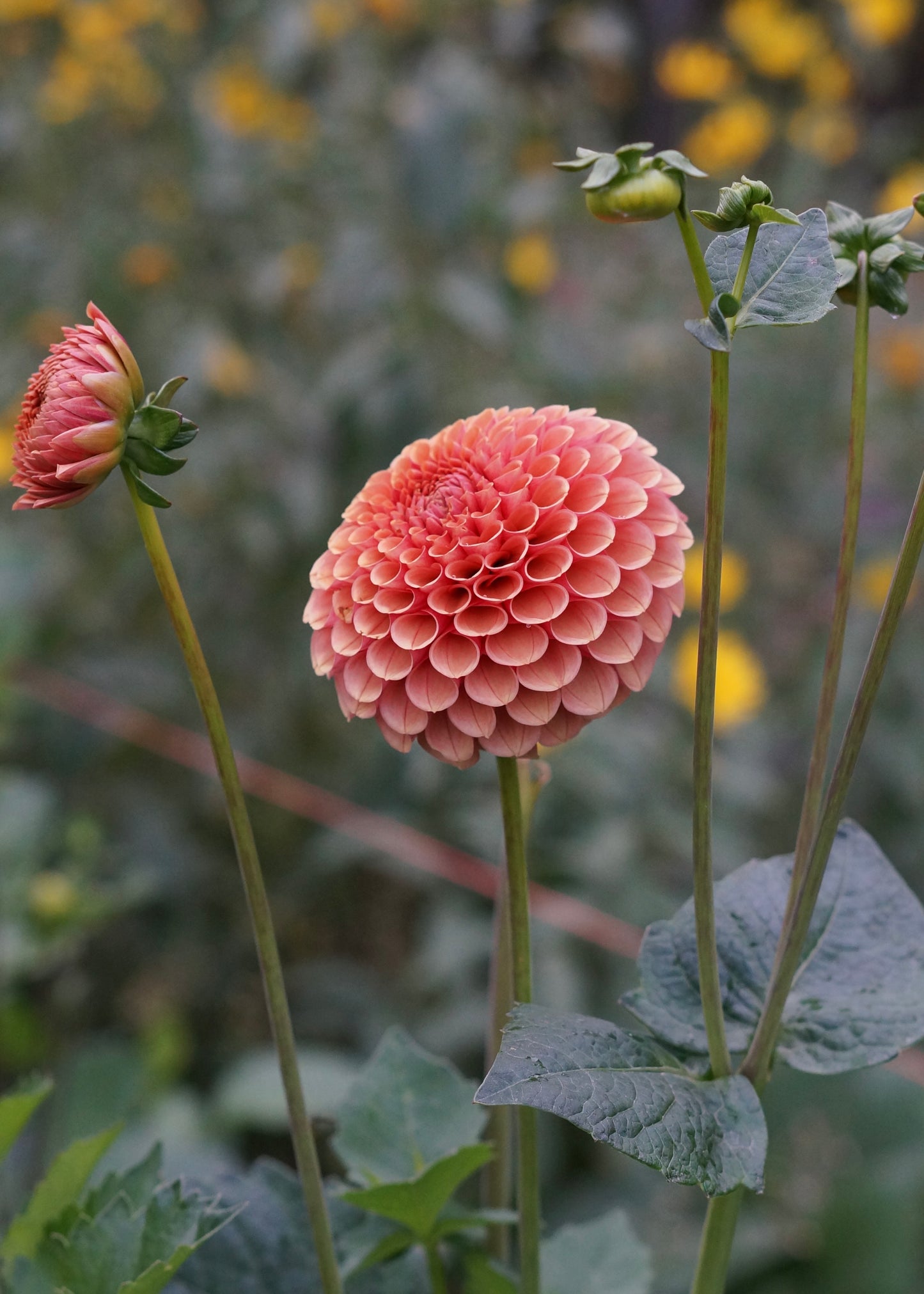 Dahlia ‘Hy Suntan’ tuber