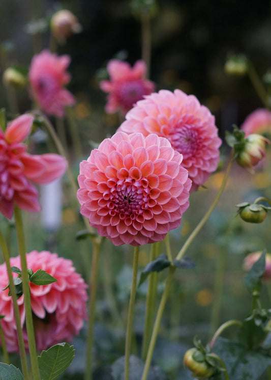 Dahlia ‘Linda's Baby’ tuber