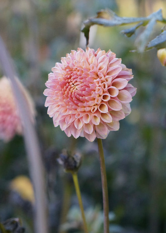 Dahlia ‘Bracken Rose’ tuber