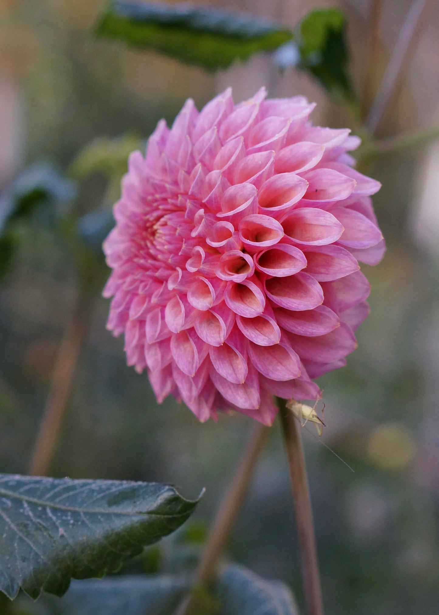 Dahlia ‘Linda's Baby’ tuber