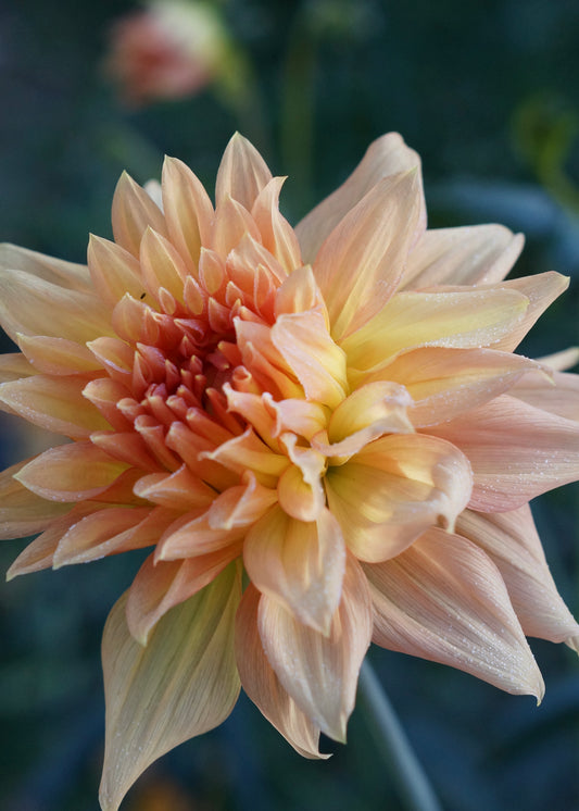 Dahlia 'Honeymoon' tuber