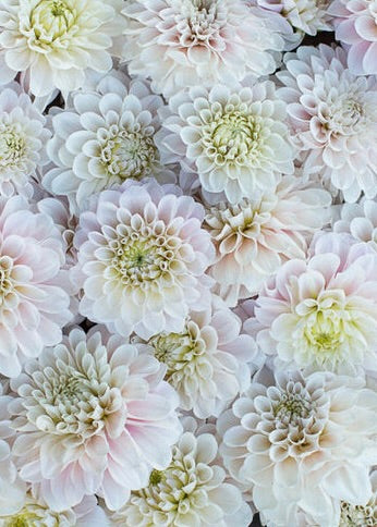 Dahlia ‘Sweet Nathalie’ tuber