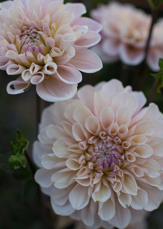 Dahlia ‘Sweet Nathalie’ tuber