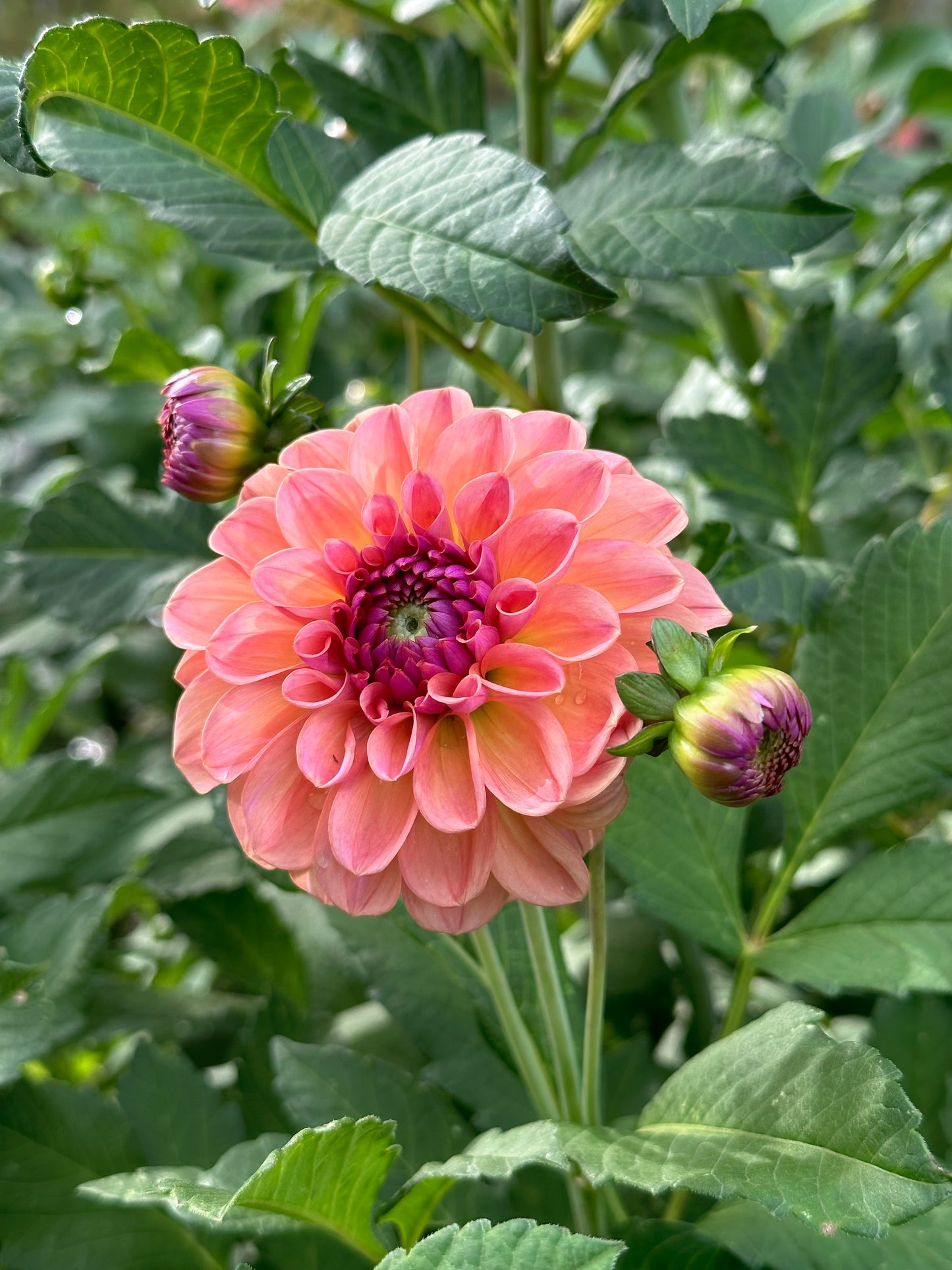 Dahlia ‘Chewy’ tuber