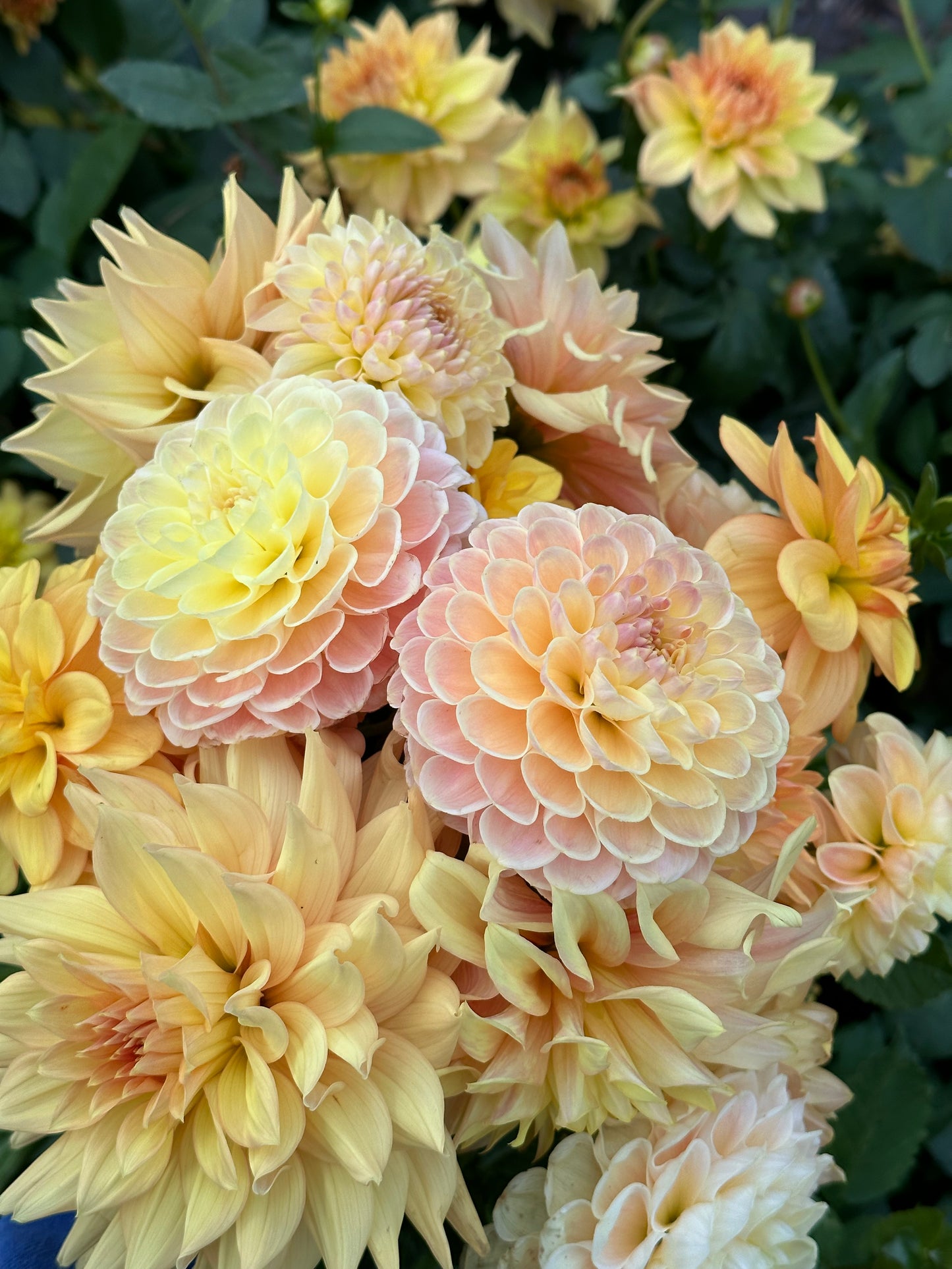 Dahlia ‘Crichton Honey’ tuber