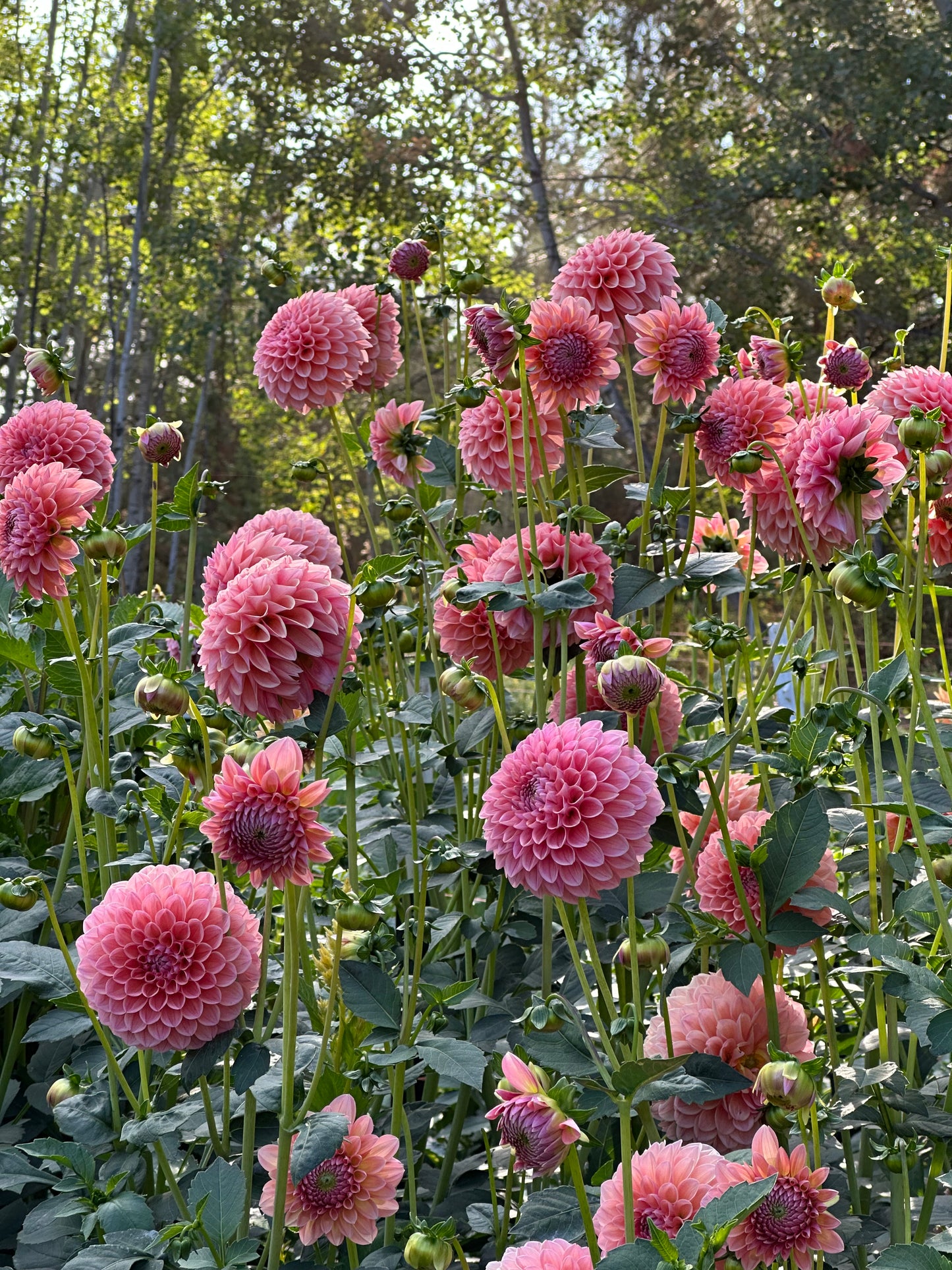 Dahlia ‘Linda's Baby’ tuber