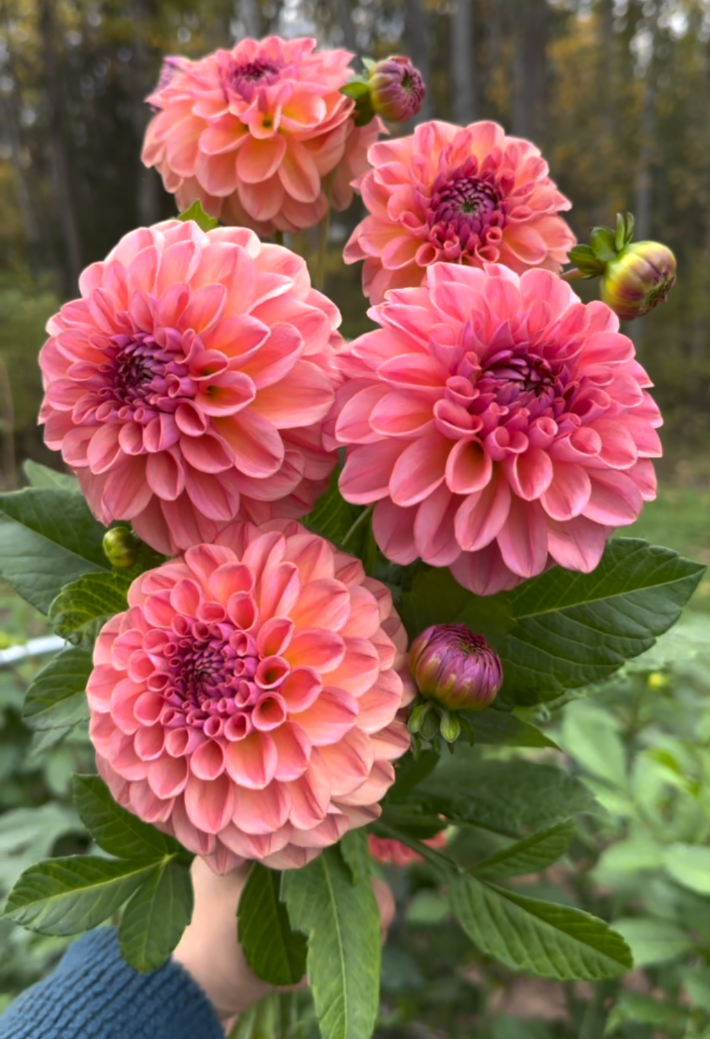 Dahlia ‘Chewy’ tuber