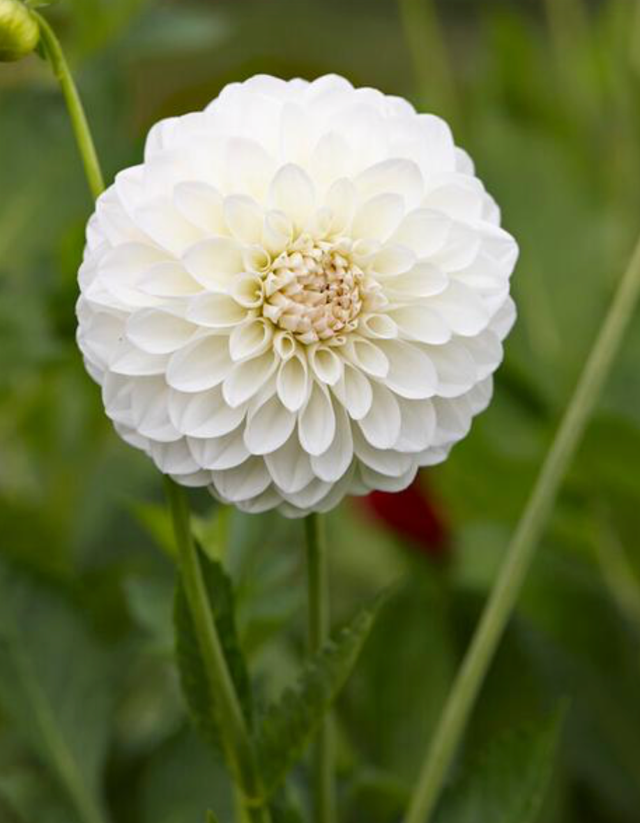 Dahlia ‘Boom Boom White' tuber